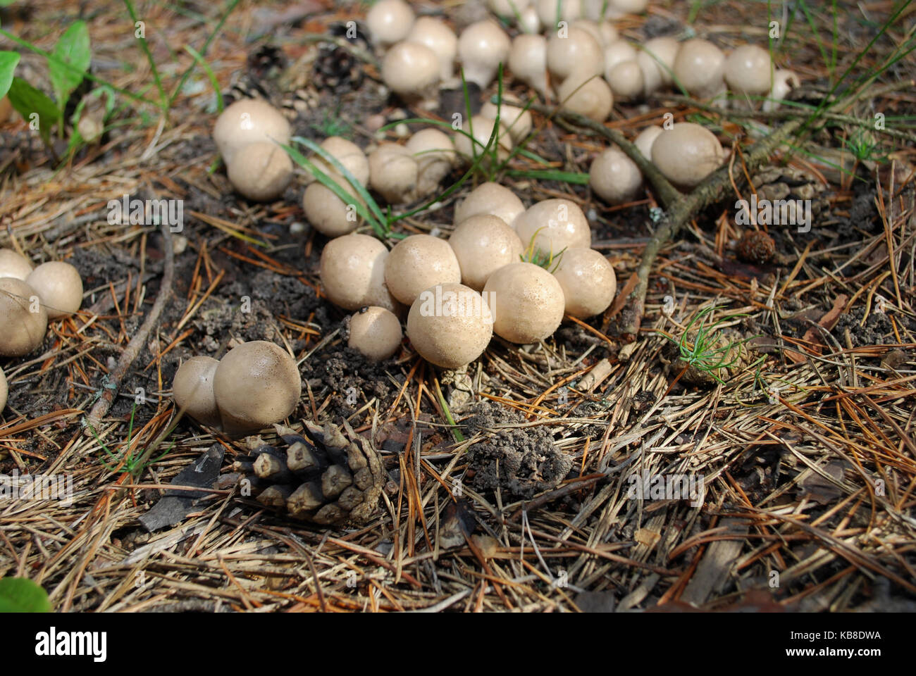 Lycoperdon pyriforme, commonly known as the pear-shaped puffball or stump puffball, is a saprobic fungus present throughout much of the world. Stock Photo