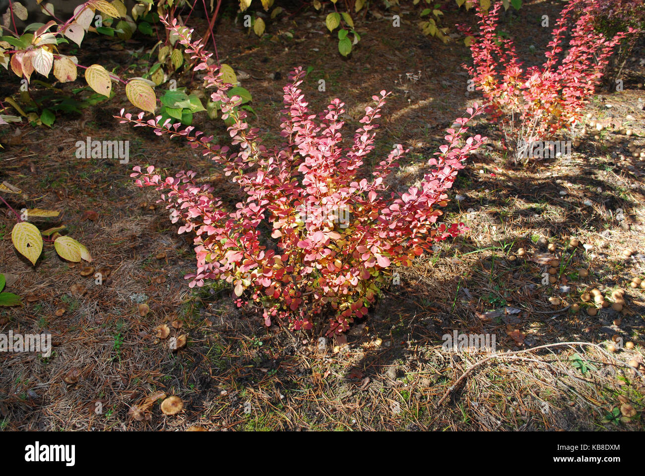 Berberis thunbergii (the Japanese barberry, Thunberg's barberry, or red barberry) grow in the flower bed. There are red leaves in the autumn. Stock Photo