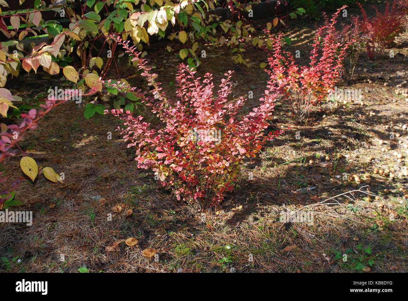 Berberis thunbergii (the Japanese barberry, Thunberg's barberry, or red barberry) grow in the flower bed. There are red leaves in the autumn. Stock Photo