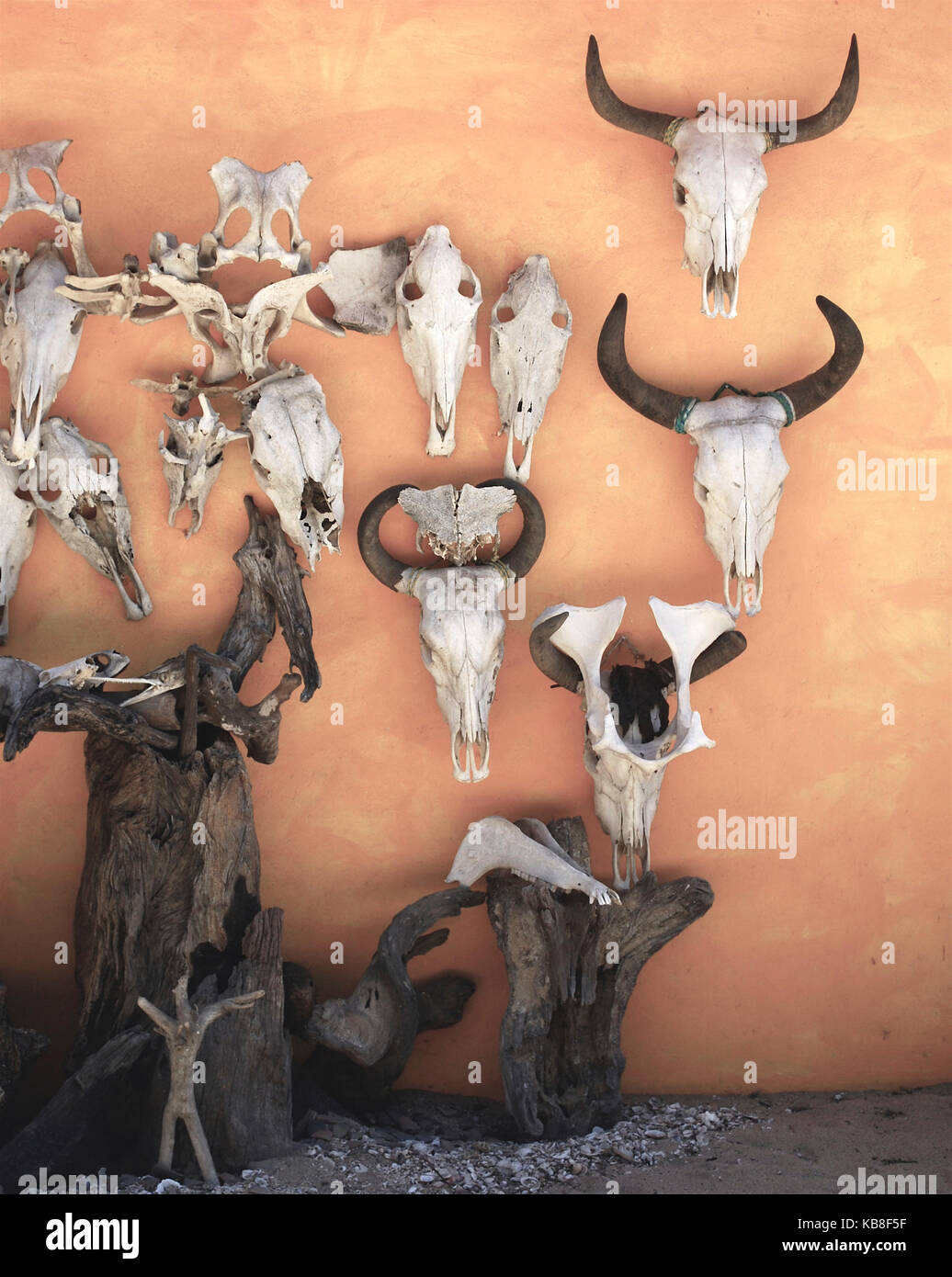 Skulls hung on a wall in Mayto, cabo corrientes, jalisco Mexico Stock Photo
