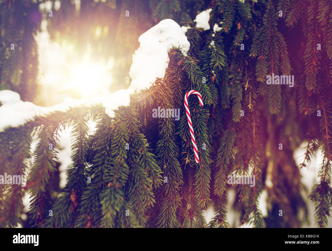 candy cane christmas toy on fir tree branch Stock Photo - Alamy