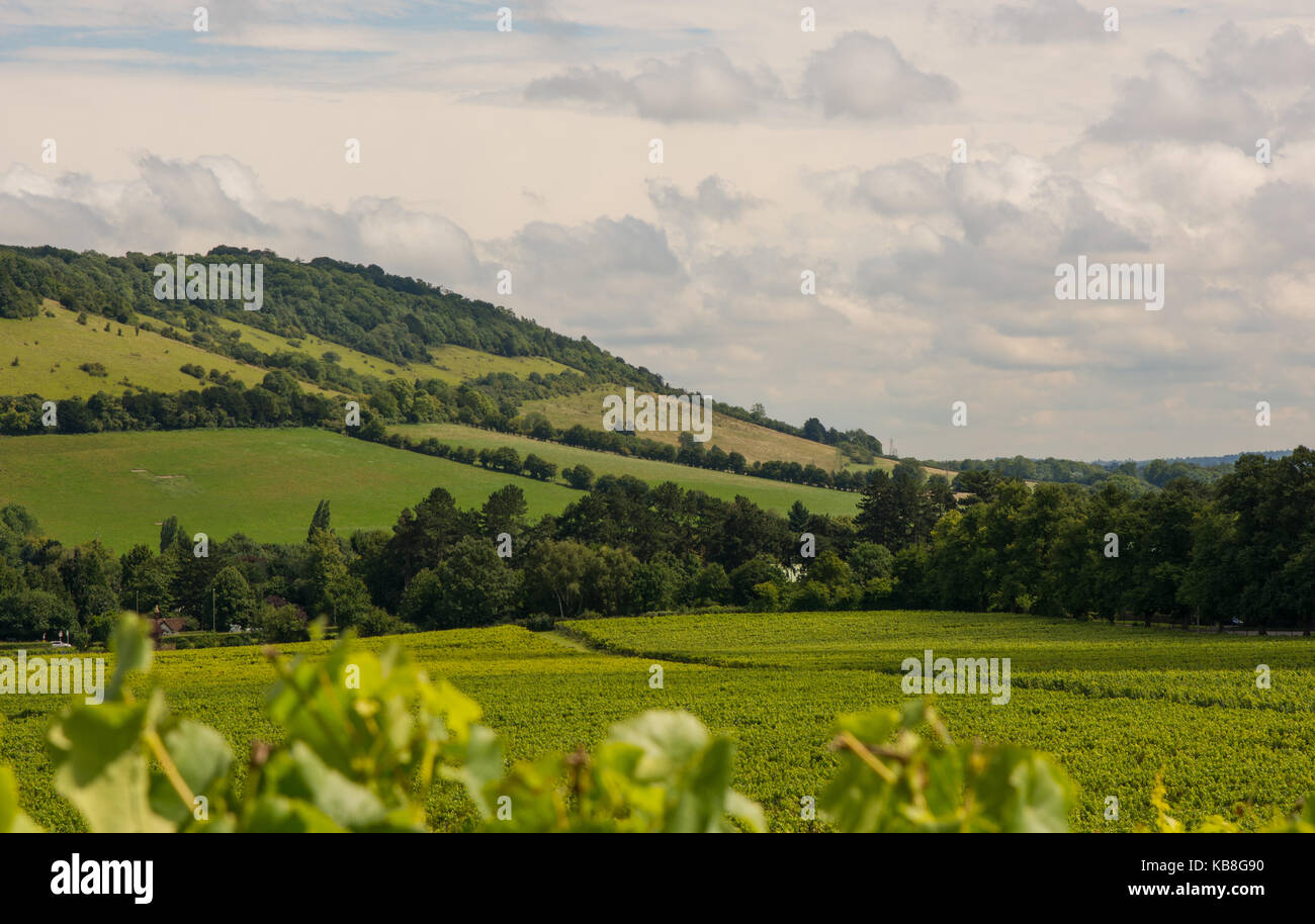 View to Box Hill from valley below. Dorking, Surrey, England. With vineyard in foreground. Stock Photo