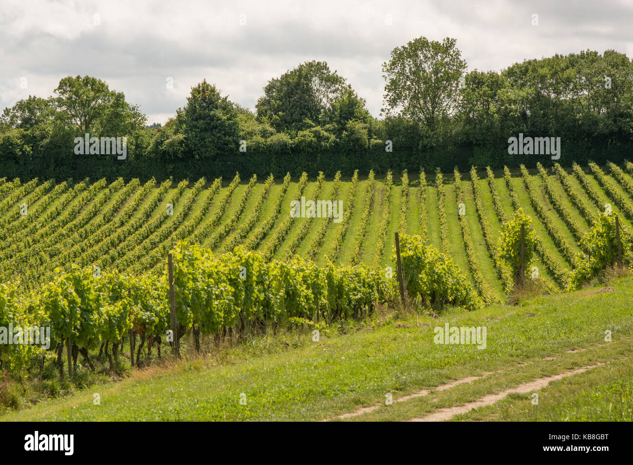 Rows of grape vines in vineyard at Dorking, Surrey, England Stock Photo ...