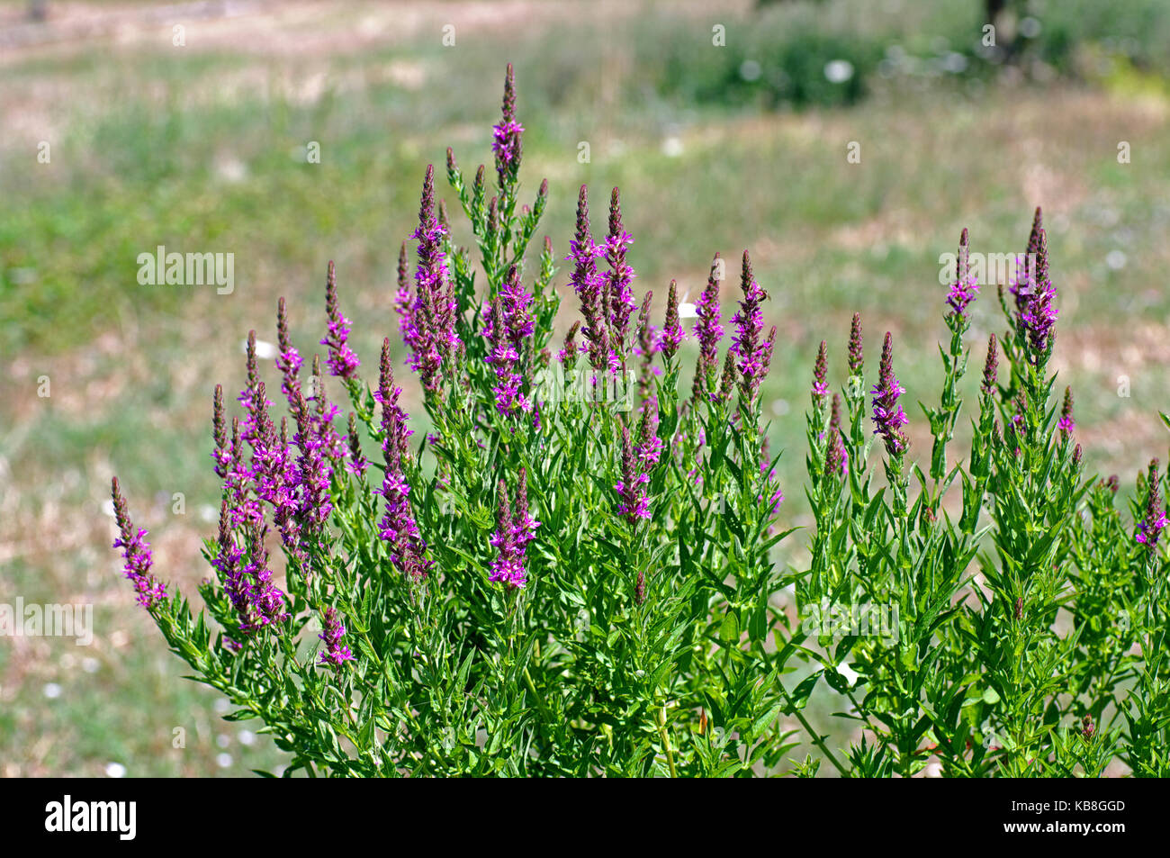 this is the wildflower Lythrum salicaria, the Purple Loosetrife, from the family Lythraceae Stock Photo
