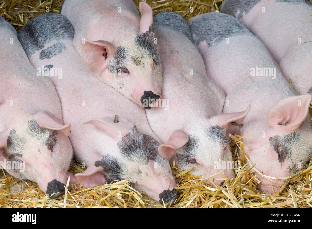 white cross piglets sleeping on straw Stock Photo