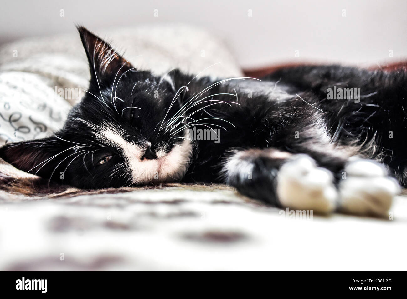 A young cat sleeping on a couch at home, sweet and beautiful Stock ...
