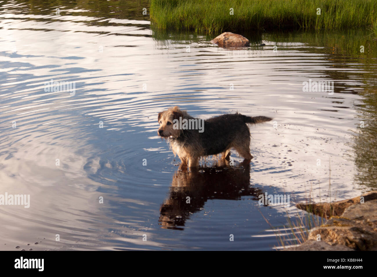 Terrier Dog Paddling in a lake in Ireland Stock Photo