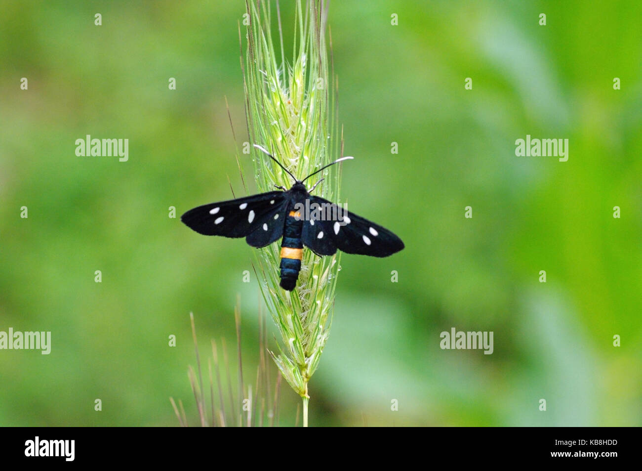 this is the butterfly Amata phegea (syn. Syntomis phegea), the Nine-spotted moth Stock Photo
