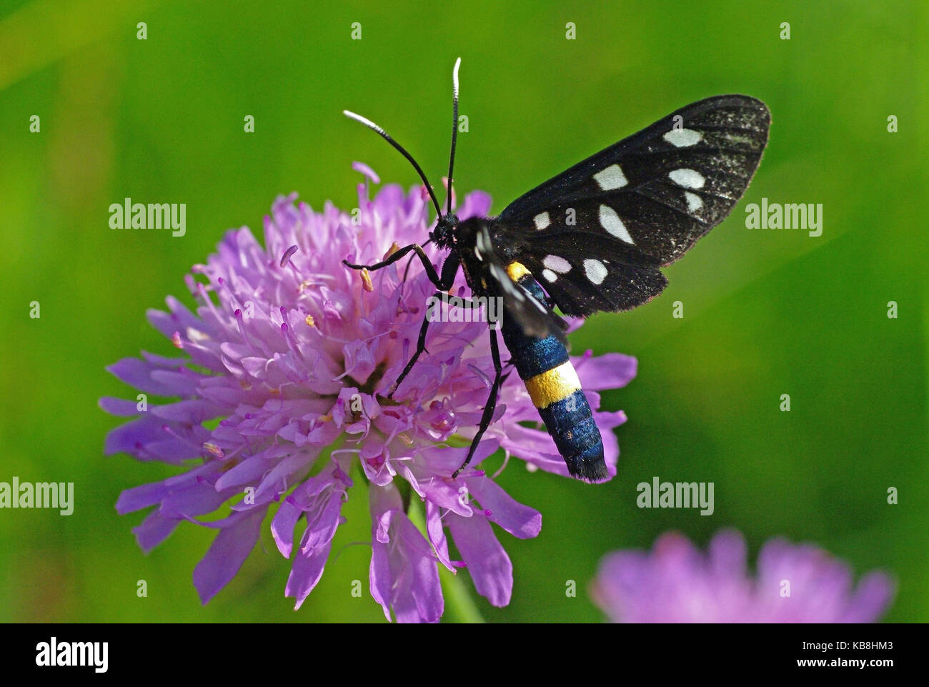 this is the butterfly Amata phegea (syn. Syntomis phegea), the Nine-spotted moth Stock Photo