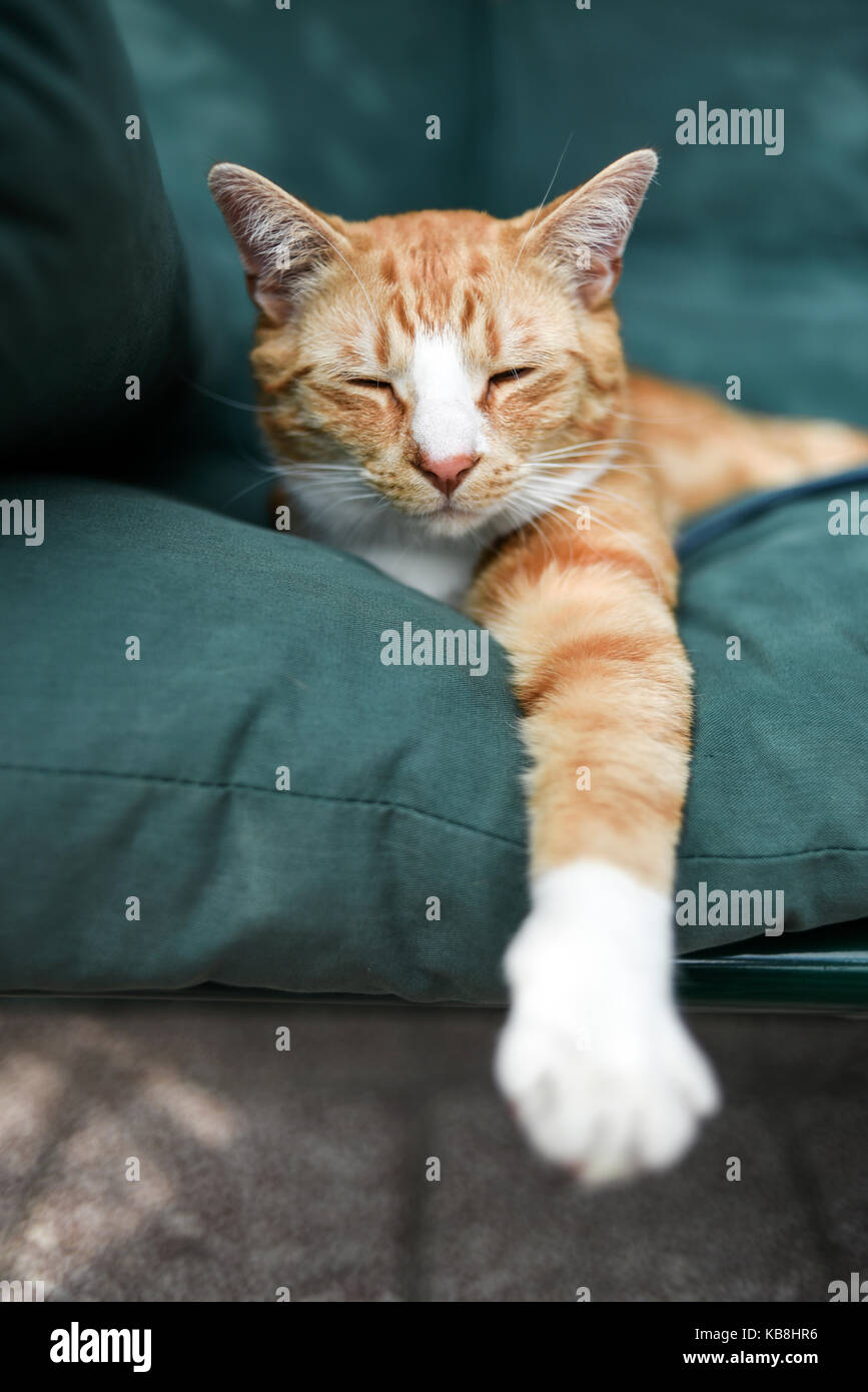 A young cat sleeping on a couch at home, sweet and beautiful. Stock Photo