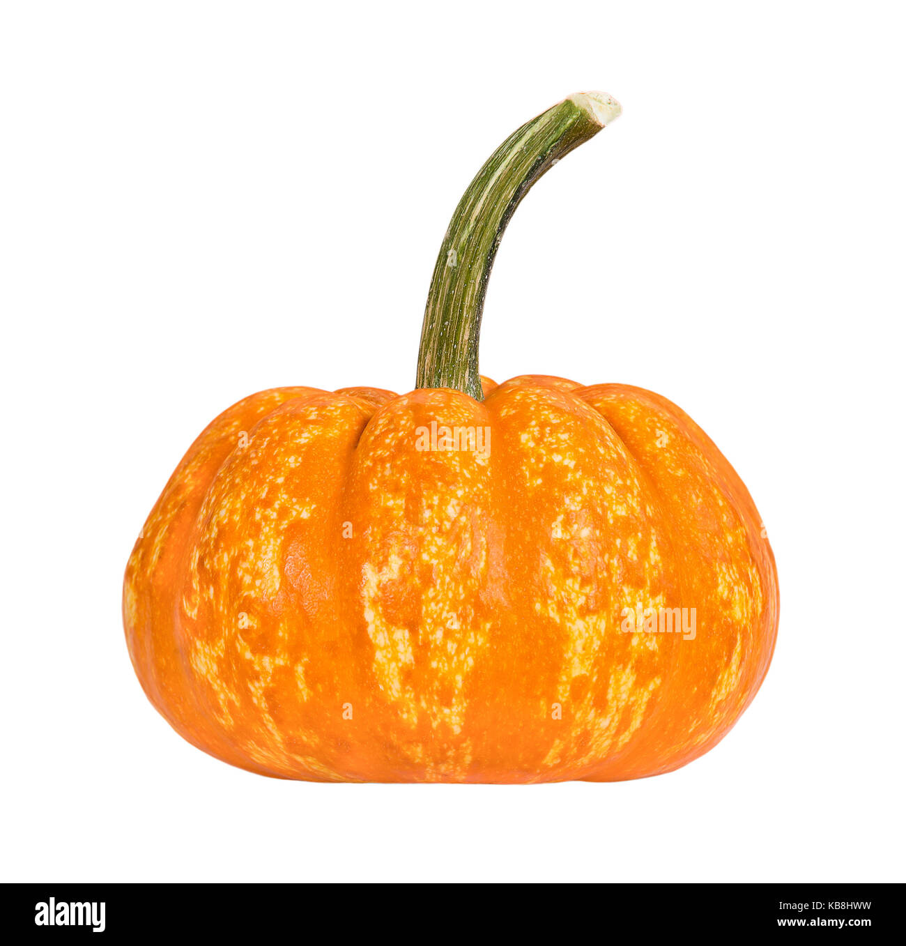 Crunchkin mini pumpkin, isolated on white background Stock Photo