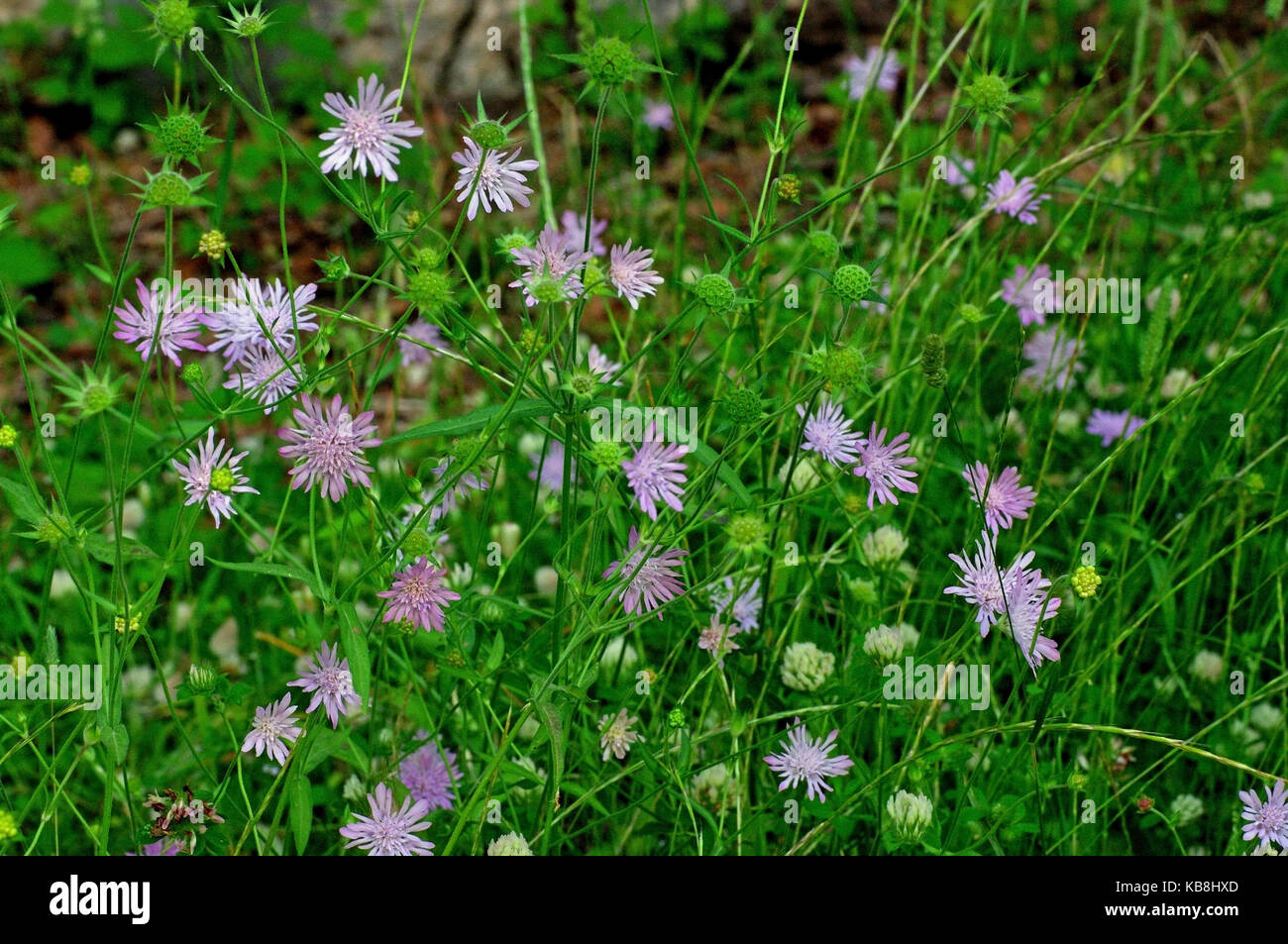 this is the wildflower Knautia integrifolia, the Whole-leaved Scabious, from the family Caprifoliaceae (Dipsacaceae) Stock Photo