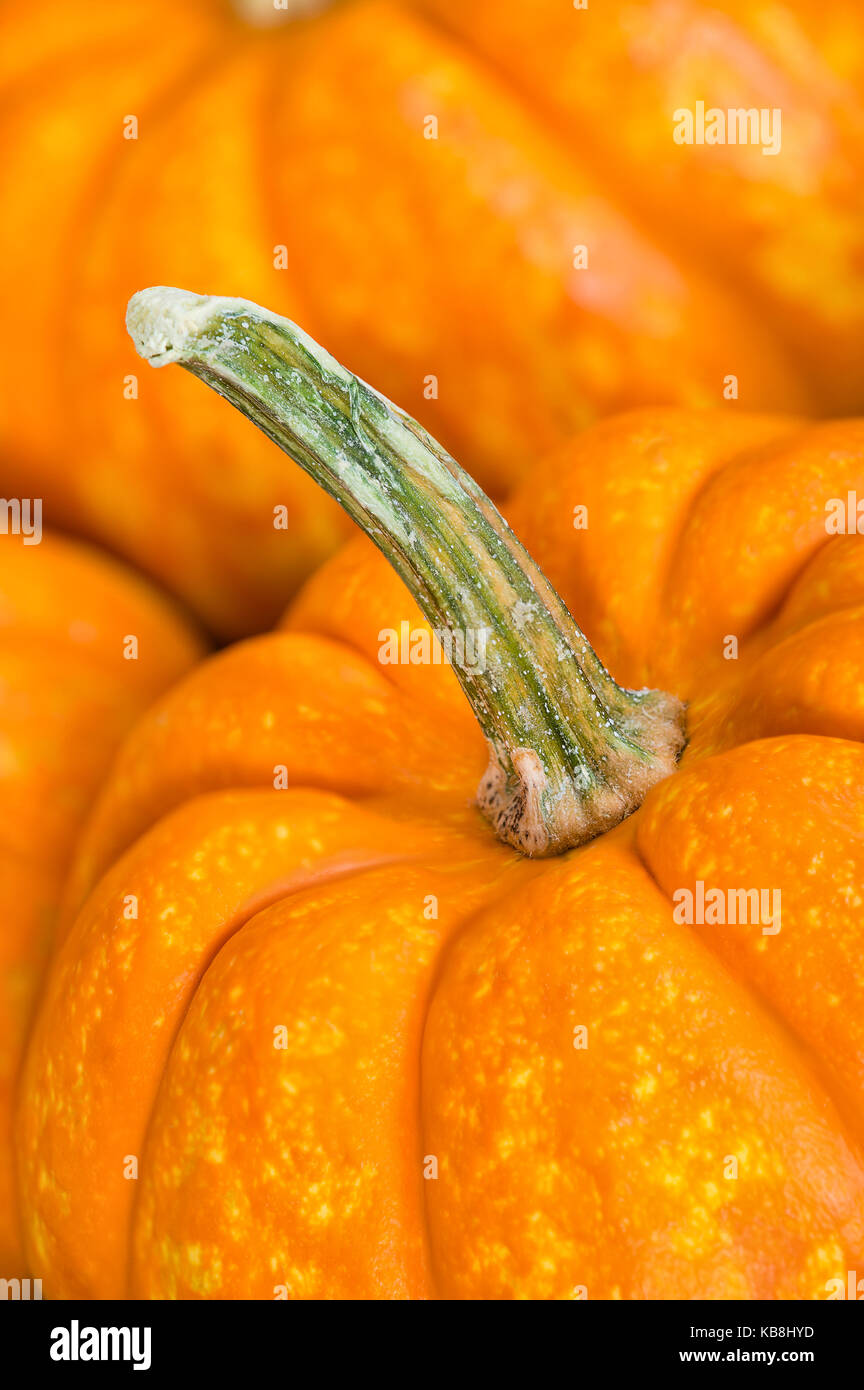 Closeup of Crunchkin mini pumpkins Stock Photo