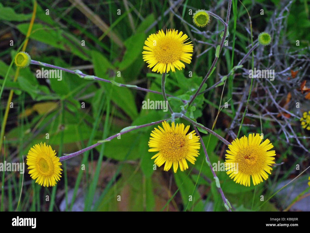 this is Pulicaria dysenterica, the Common fleabane or Medow fals fleabane, from the family Asteraceae (Compositae) Stock Photo