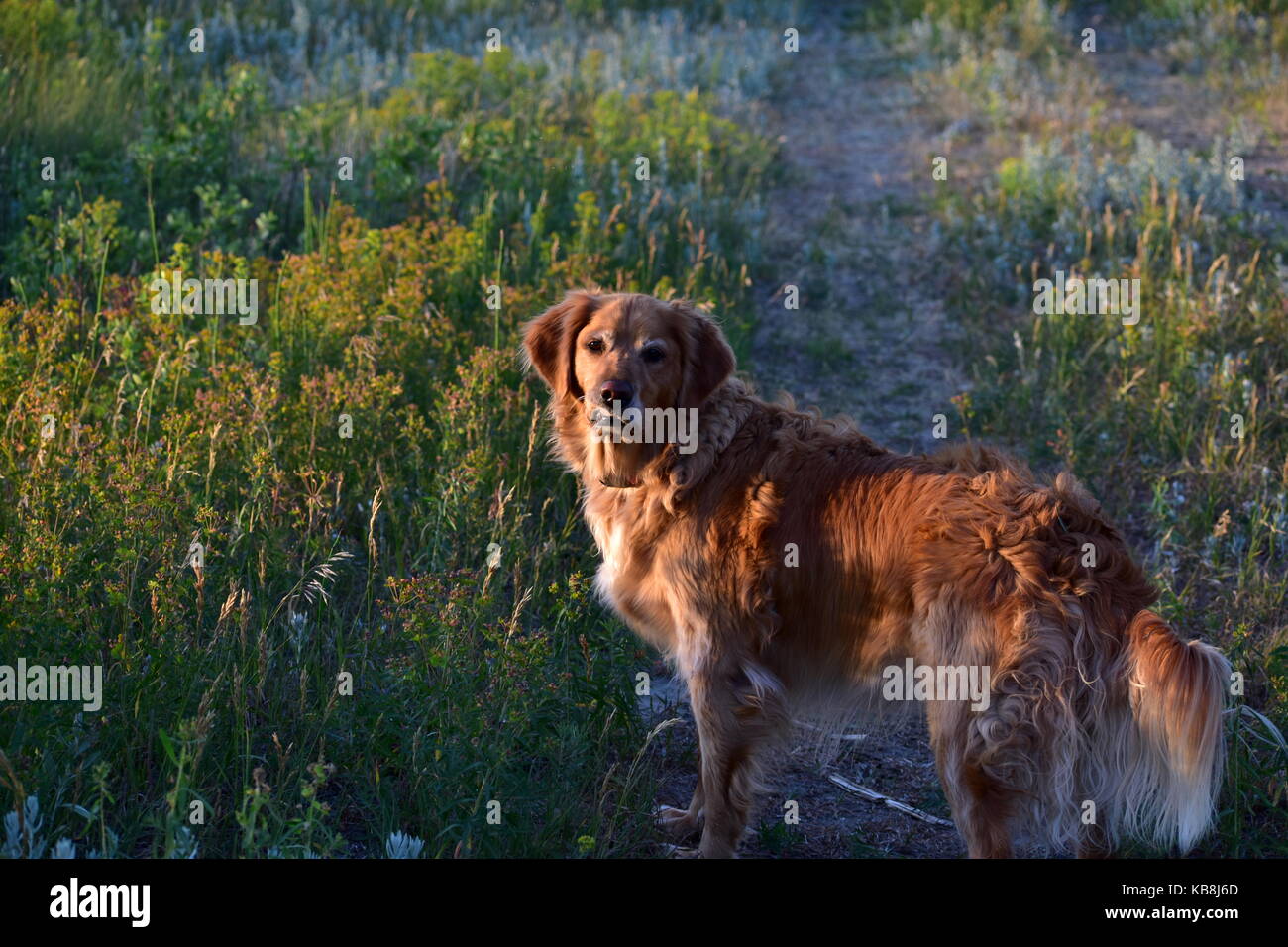 Golden Retriever on the sunset trail walk, Northern Plains, ND Stock Photo