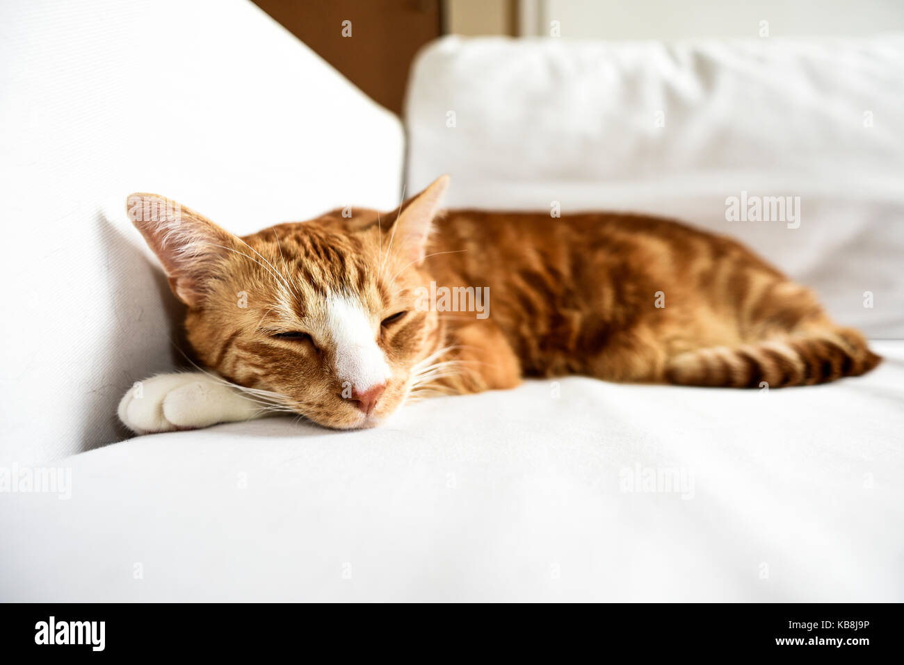 A young cat sleeping on a couch at home, sweet and beautiful Stock ...