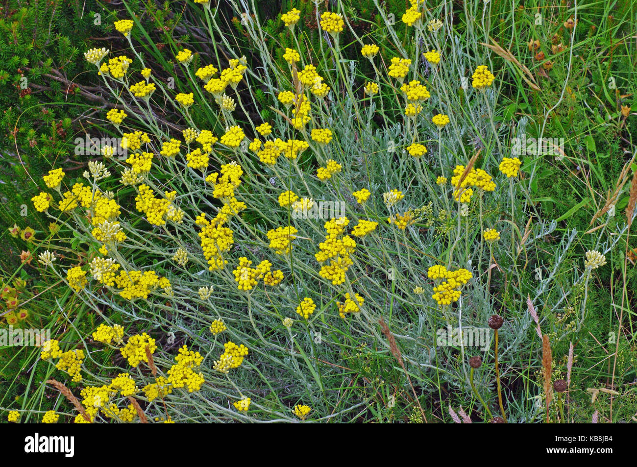 this is Helichrysum italicum, the Curry plant or Immortelle, from the family Asteraceae Stock Photo