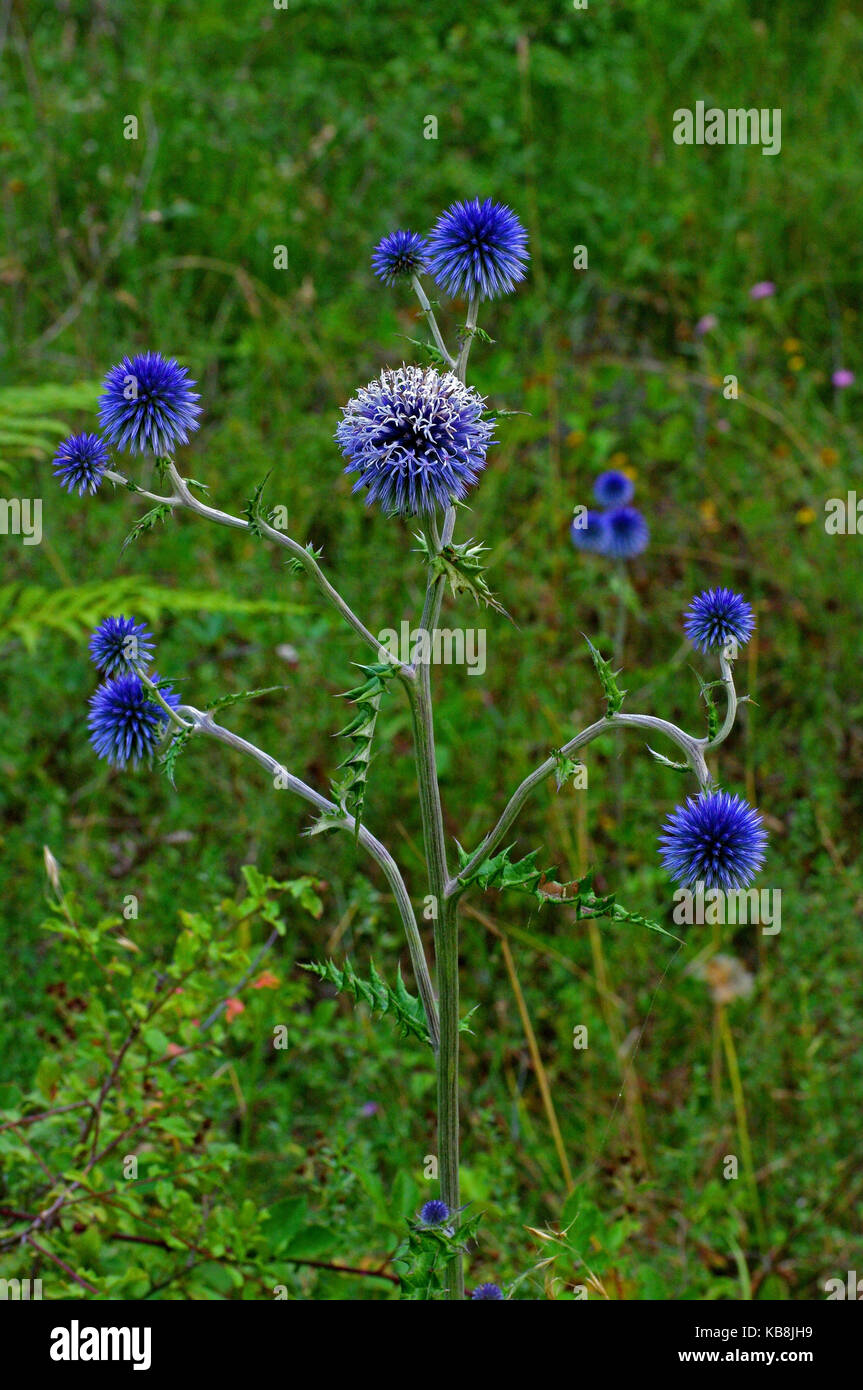 this is Echinops ritro, the Southern globethistle or Globe Thistle, from the family Asteraceae Stock Photo