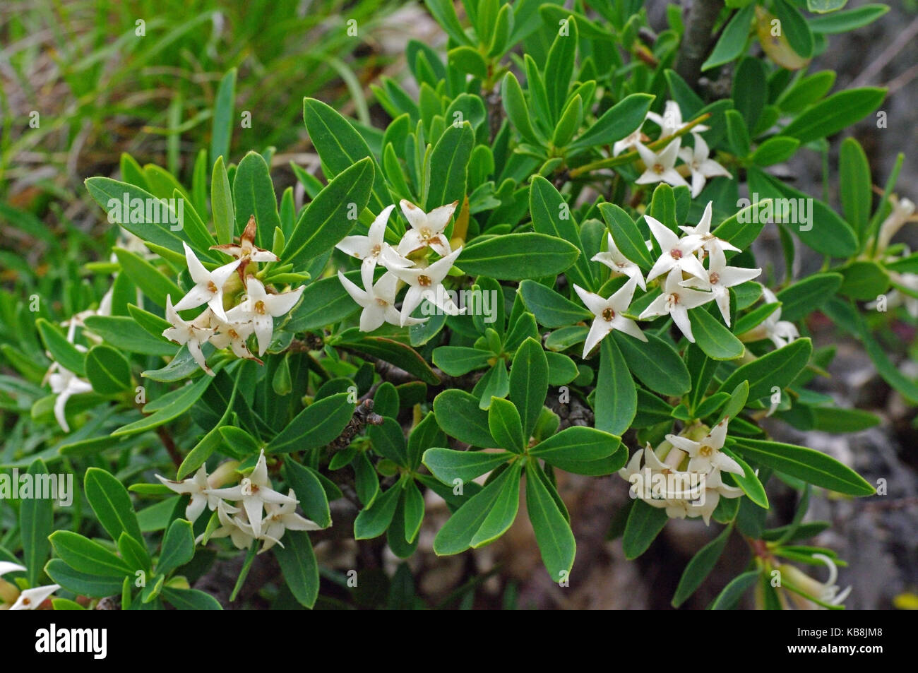 this is the wildflower Daphne oleoides, the Olive-leaved daphne or Olive Daphne, from the family Thymelaeaceae Stock Photo