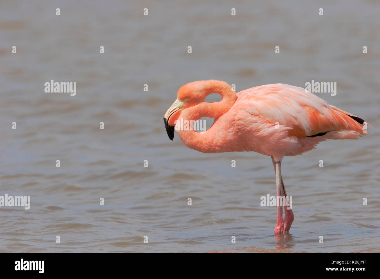 Greater Flamingo (Phoenicopterus ruber ruber) wading in water, Punta Cormorant, Floreana, Galapagos Islands Stock Photo