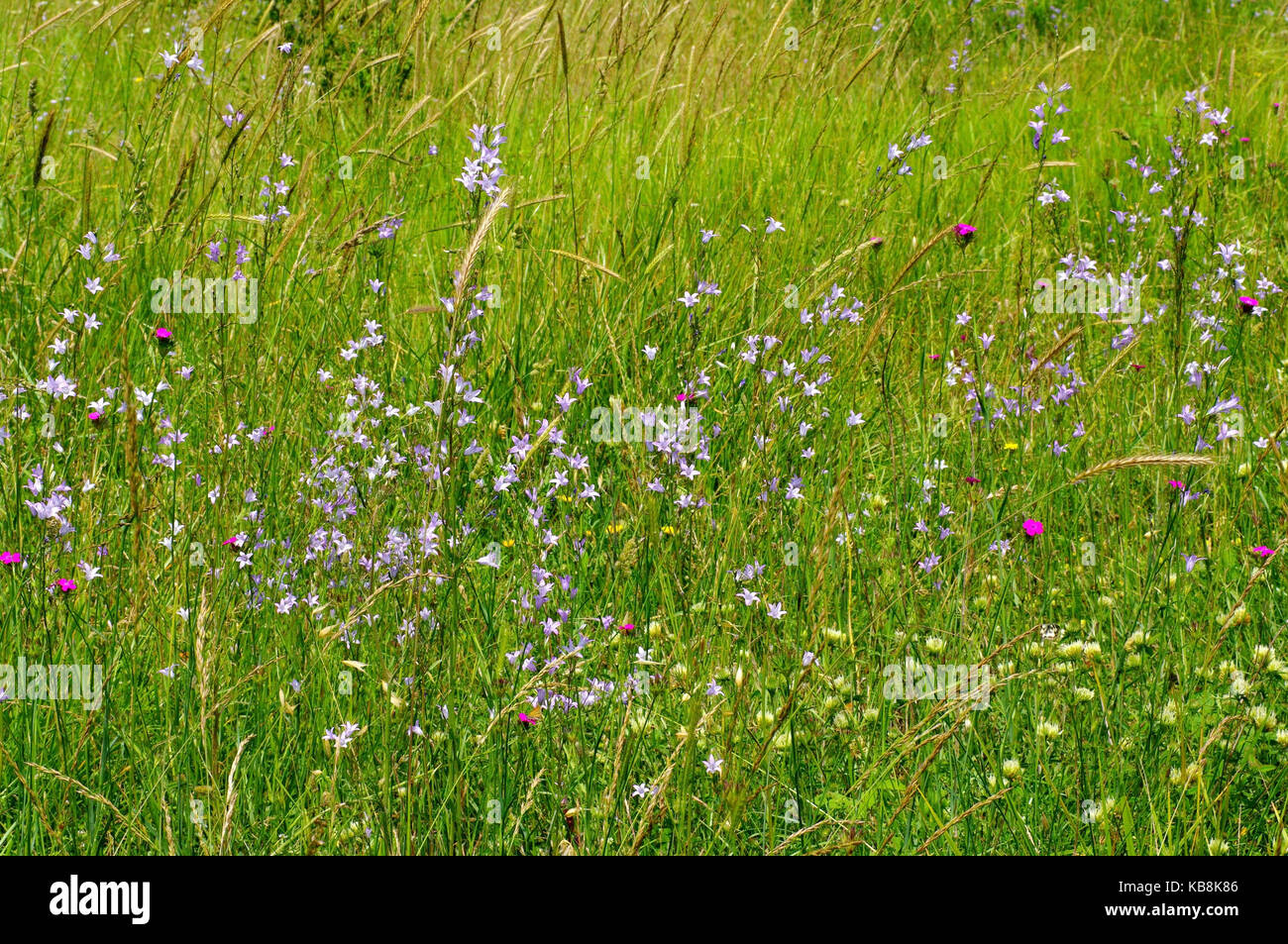 meadow with Campanula rapunculus,the Rampion bellflower or Rover bellflower, from the family Campanulaceae Stock Photo