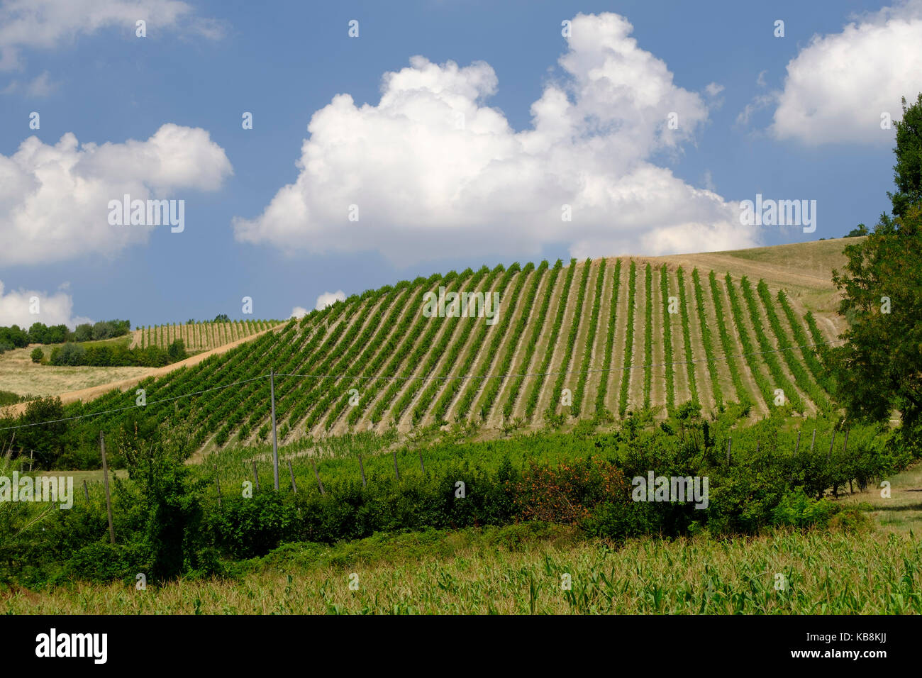 Rural landscape at summer between Modigliana and Faenza (Forli Cesena, Romagna, Italy) Stock Photo