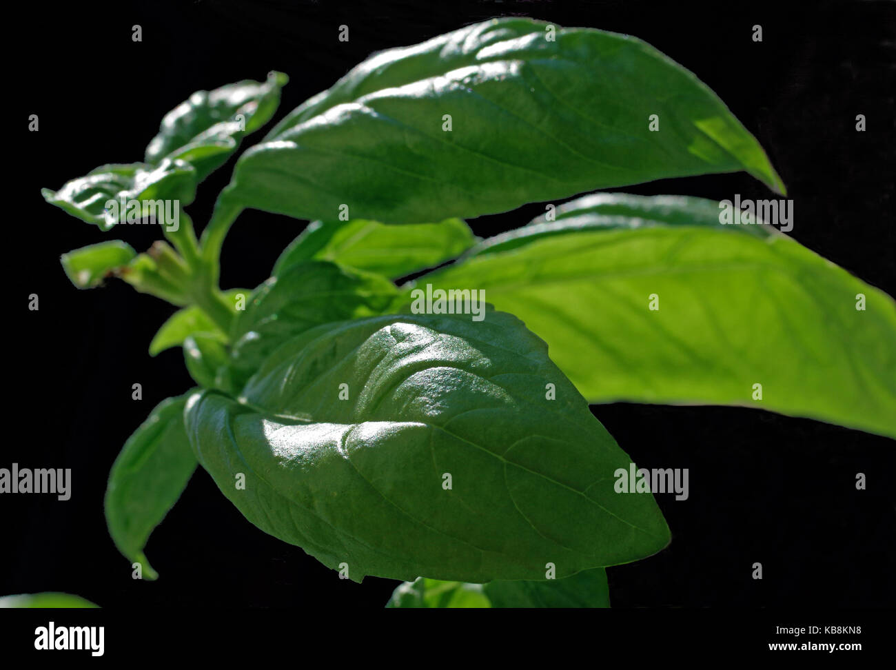 Basil's leaves closeup (ocimum basilicum Stock Photo Alamy