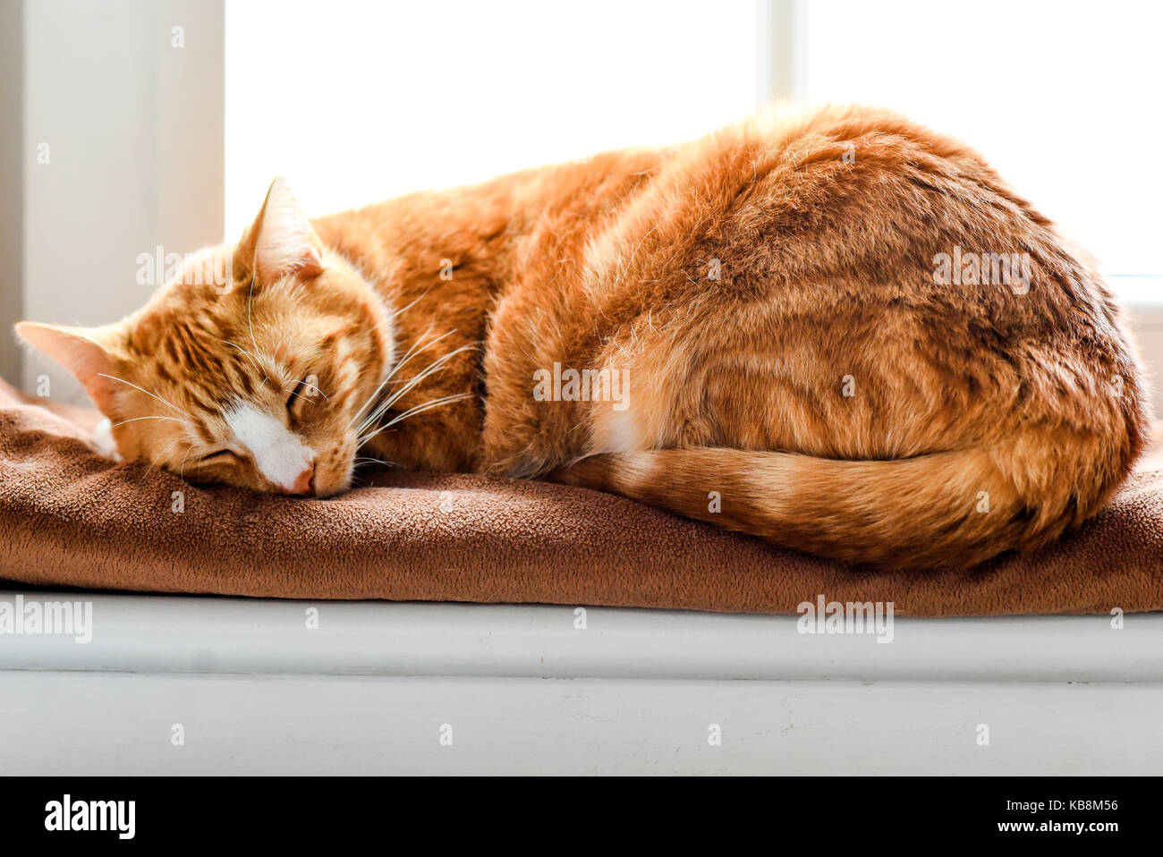 A young cat sleeping on a couch at home, sweet and beautiful Stock ...