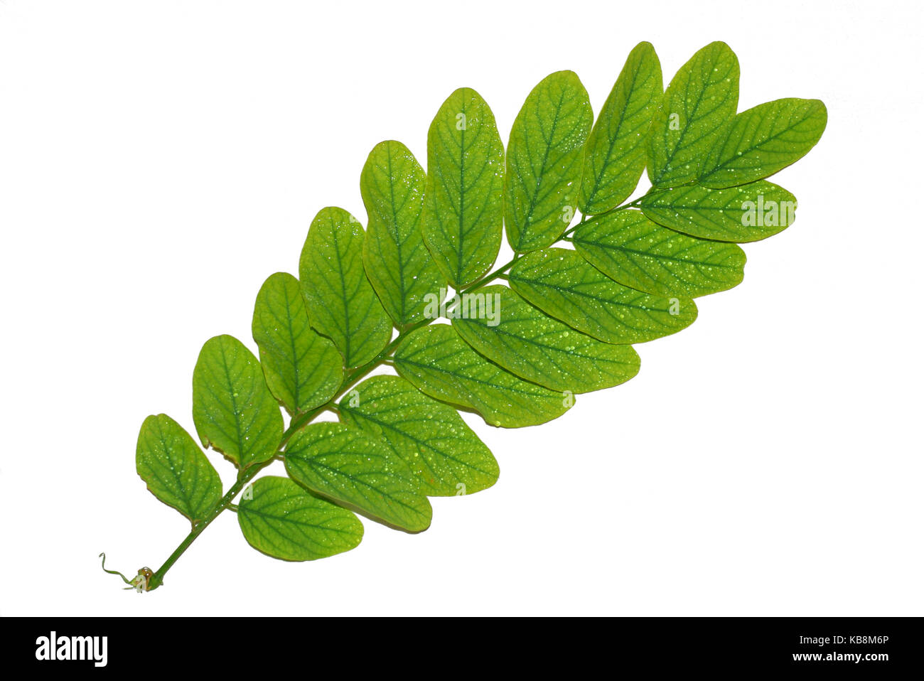 African Acacia Tree Leaves