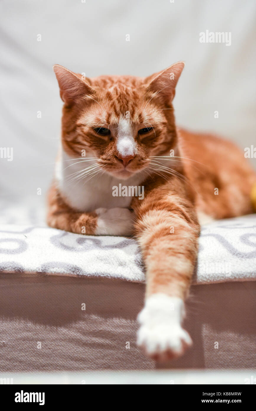A young cat sleeping on a couch at home, sweet and beautiful Stock ...