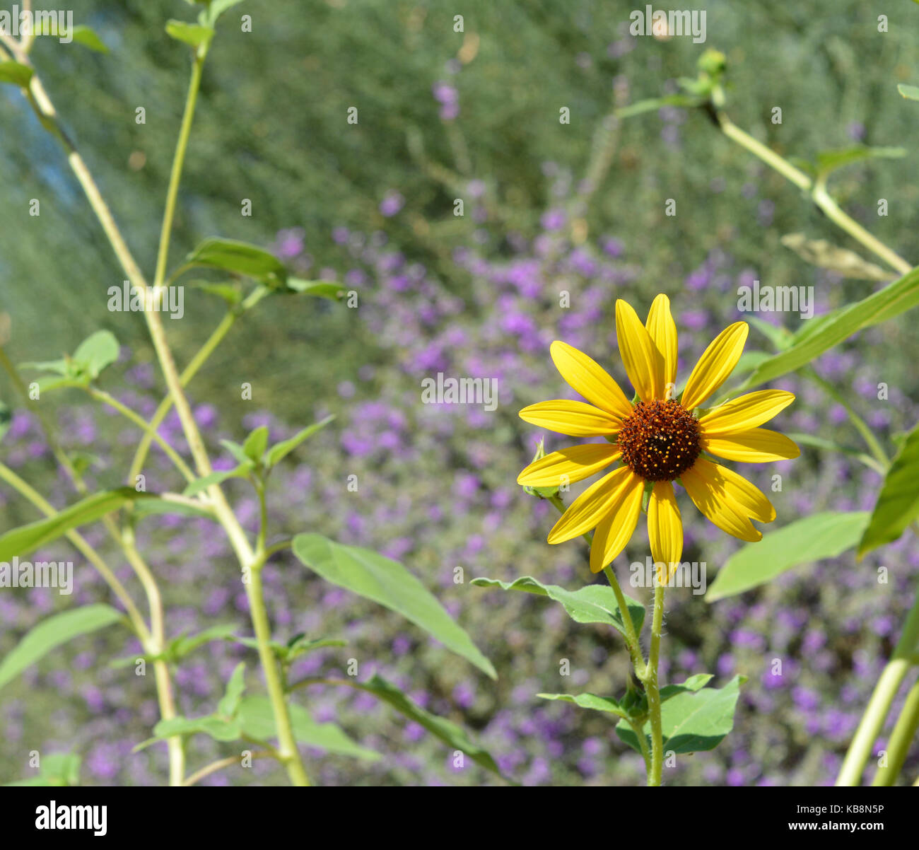 The desert flower, sweet coneflower rudbeckia triloba Stock Photo