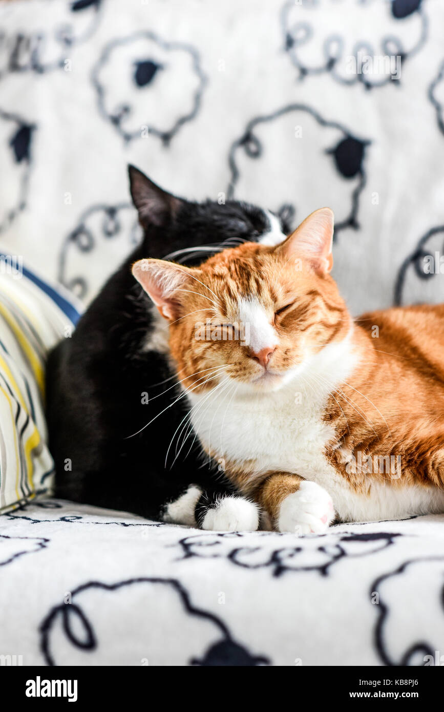 Two domestic cats lying on the couch and hugging. Stock Photo