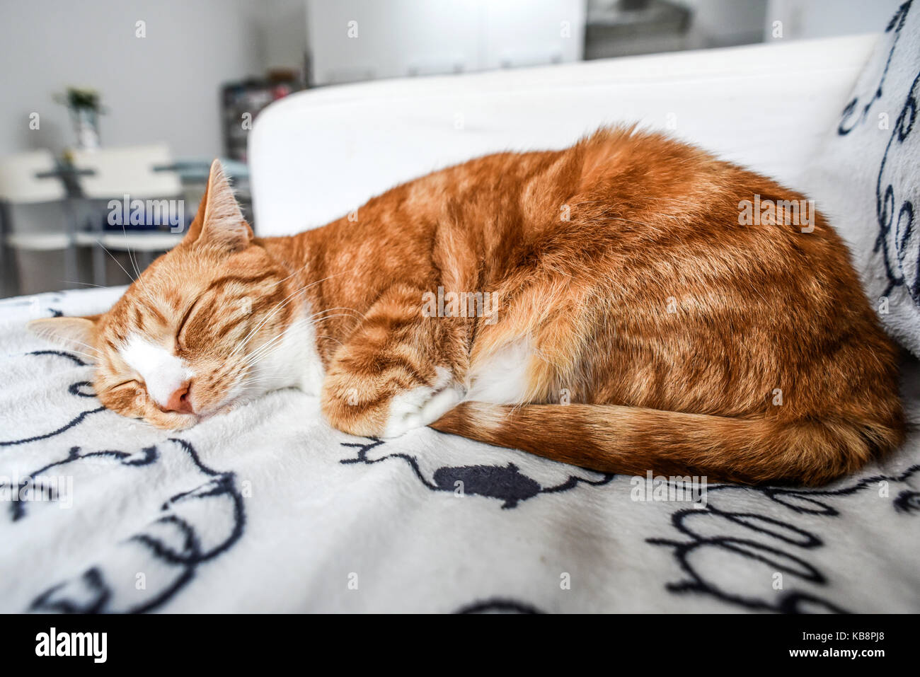 A young cat sleeping on a couch at home, sweet and beautiful Stock ...