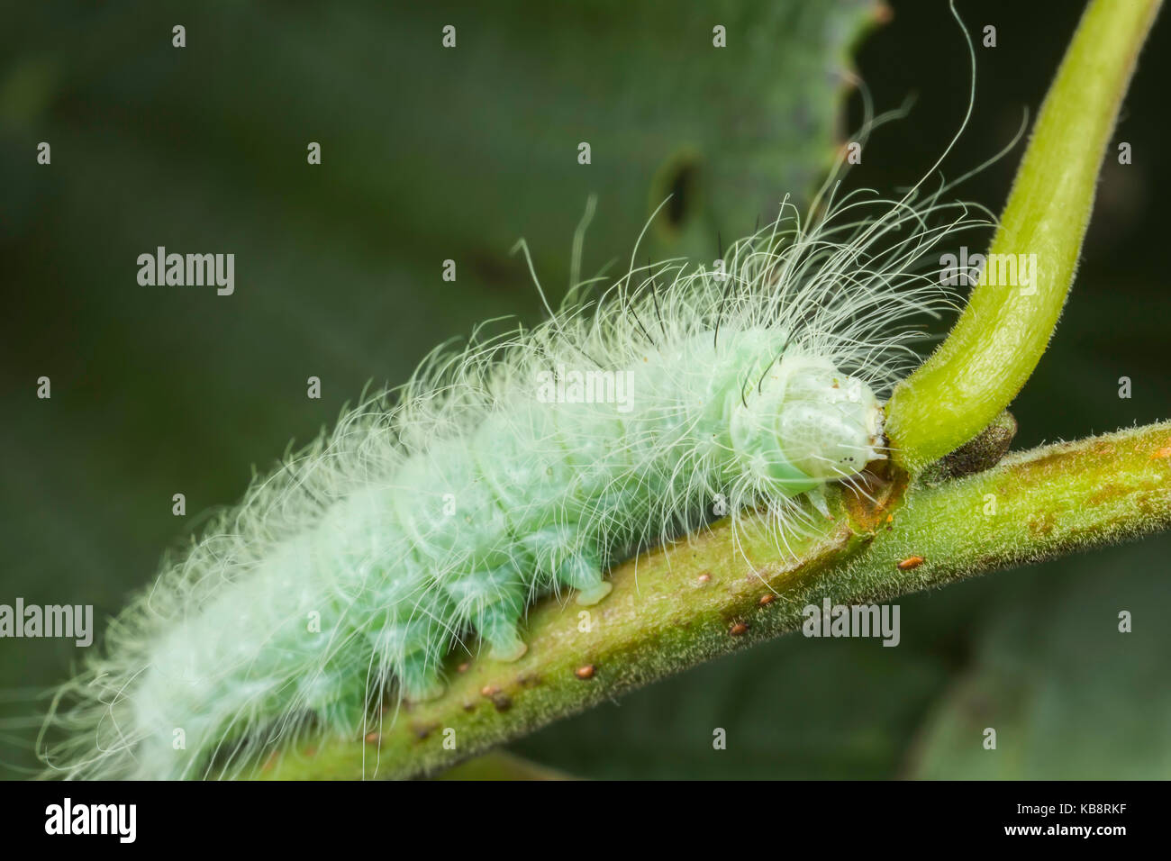 Hairy caterpillar in close hi-res stock photography and images - Alamy