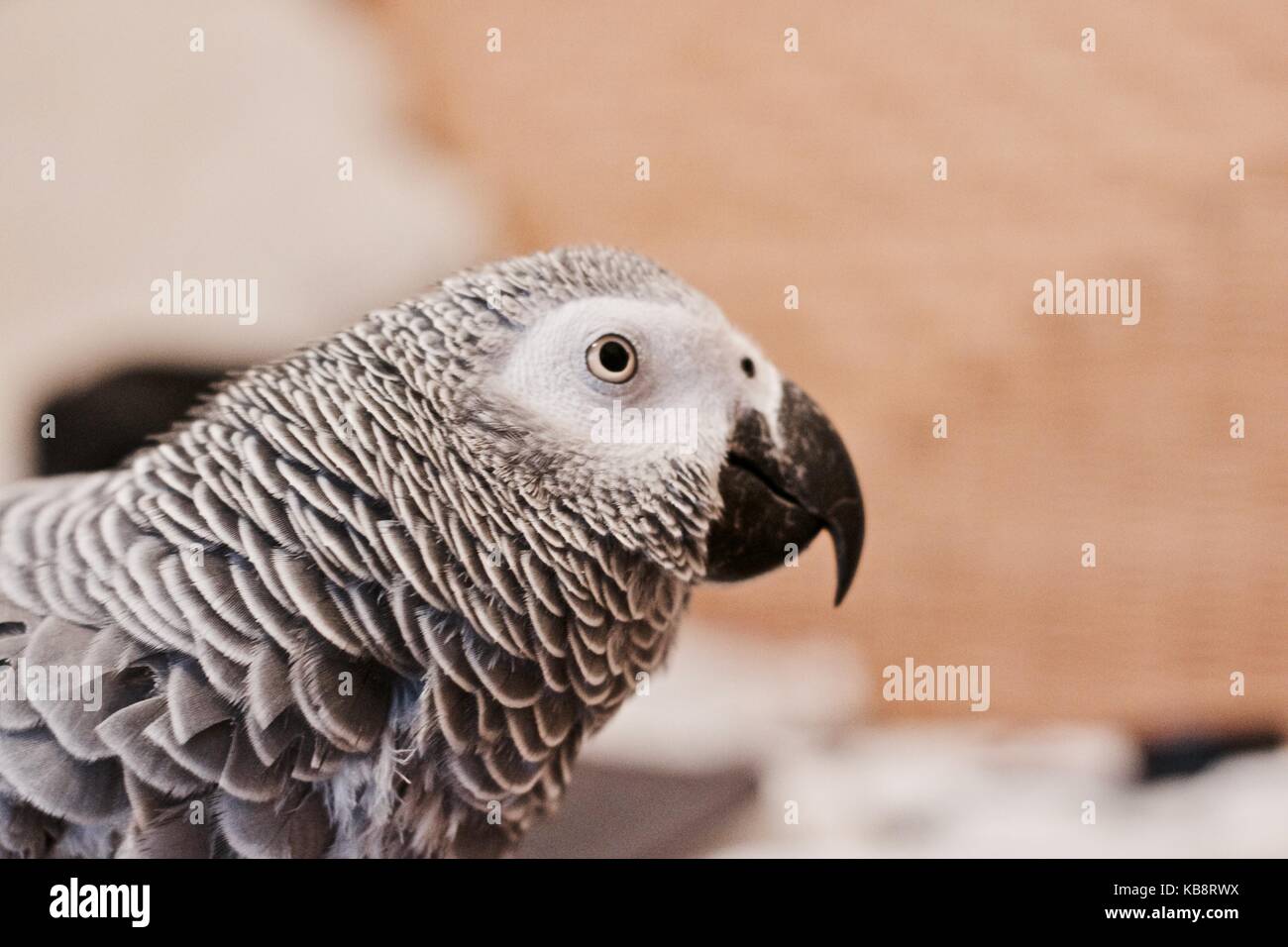Small home pet. African gre parrot. Natural animal concept. Stock Photo