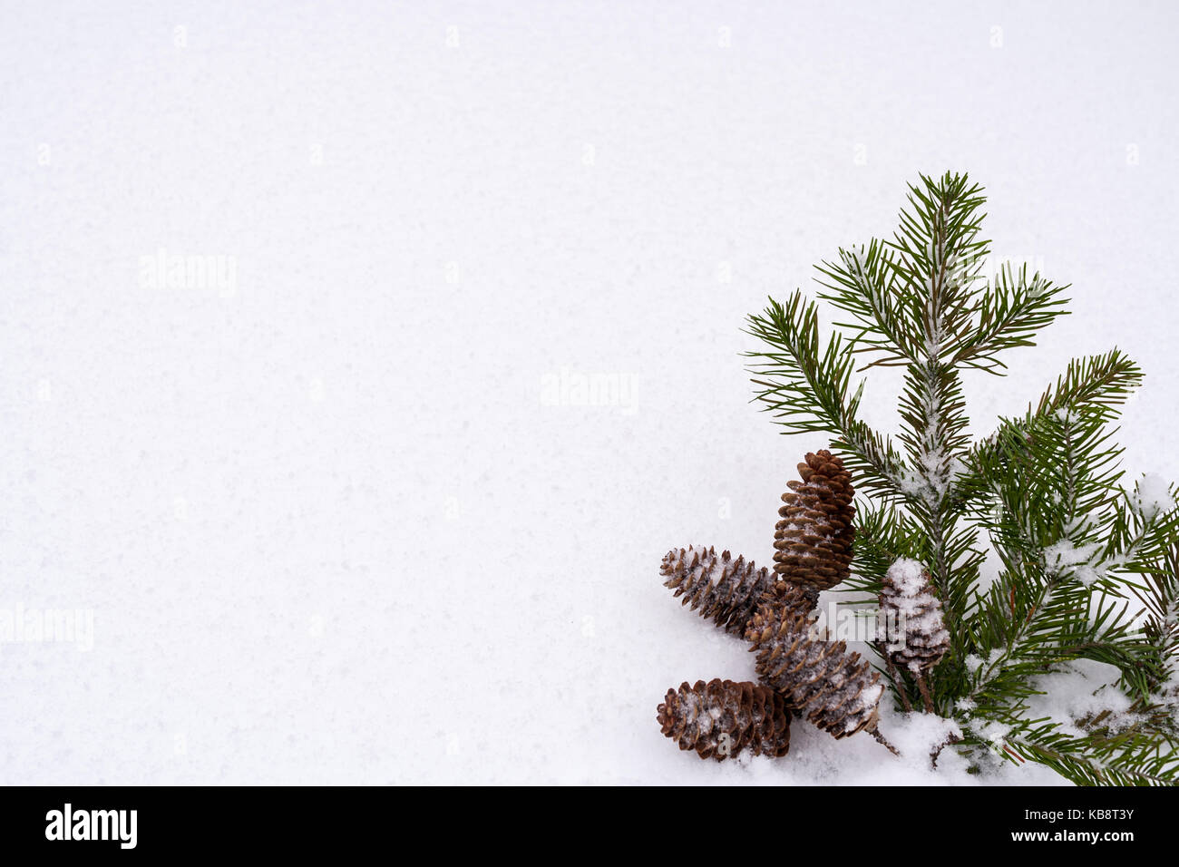 Christmas background with copy space. Green spruce branches and cones ...
