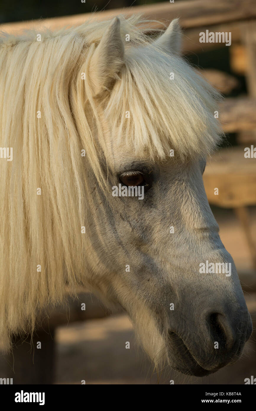 rare Skyros horse pony endangered Greece Stock Photo - Alamy