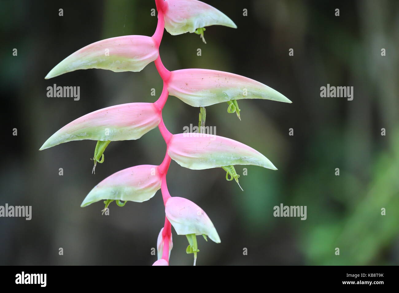 Parrot Flower in Costa Rica Stock Photo