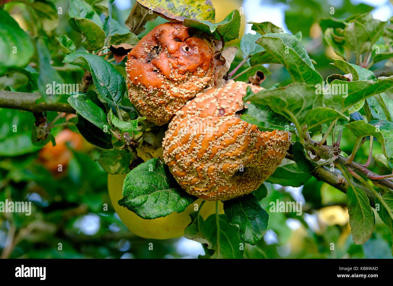 rotting decayed apples on tree in garden orchard, norfolk, england Stock Photo