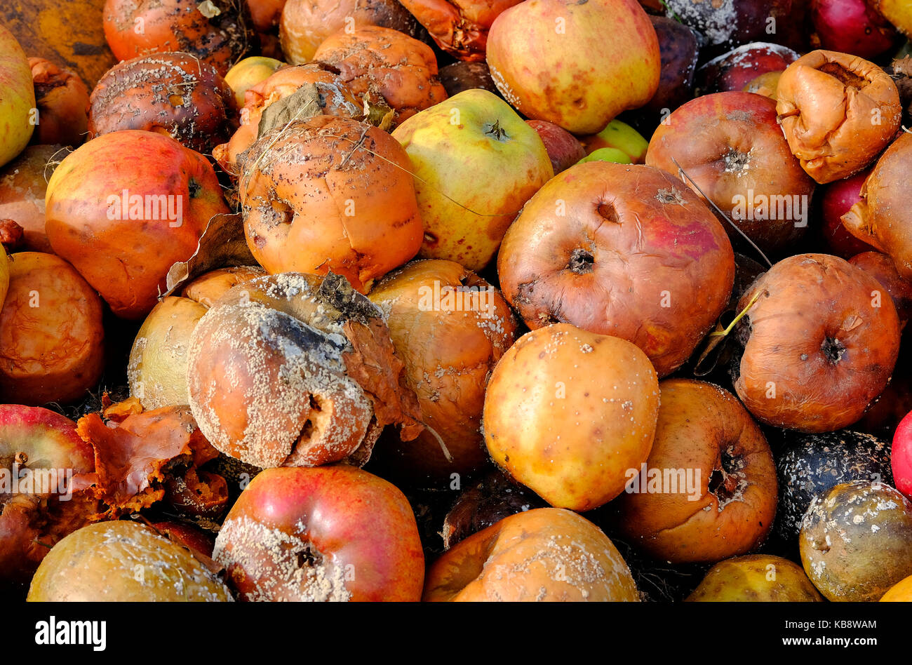 rotting decayed windfall apples Stock Photo