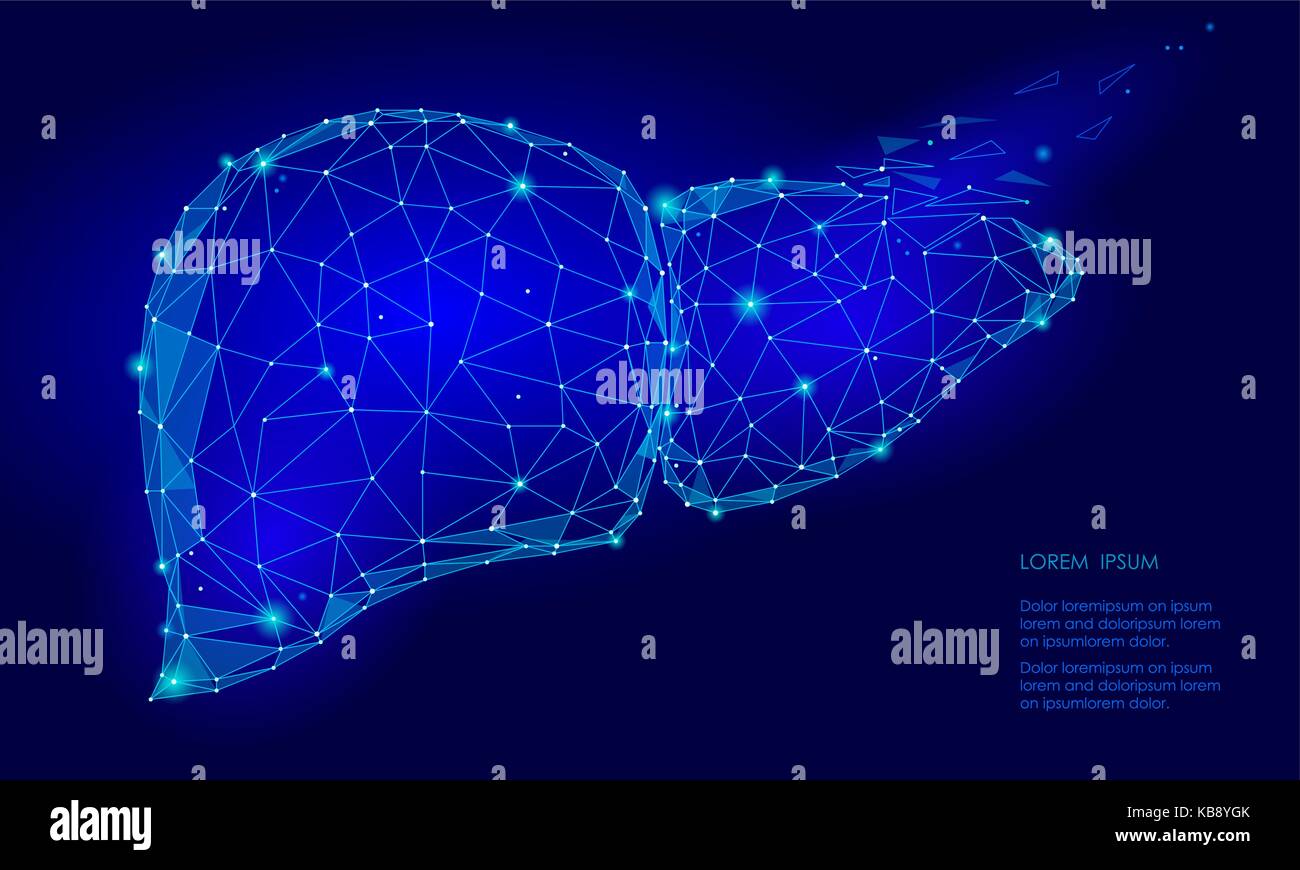 Treatment regeneration decay Human Liver Internal Organ Triangle Low Poly. Connected dots blue color technology 3d model medicine healthy body part vector illustration Stock Vector