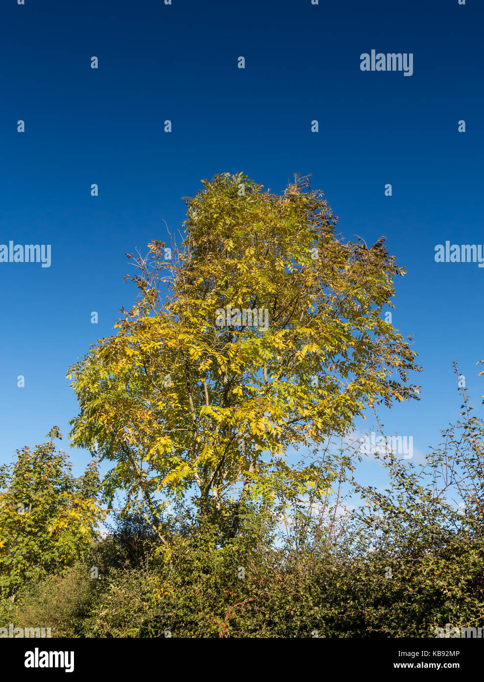 Ash tree fraxinus autumn yellow hi-res stock photography and images - Alamy