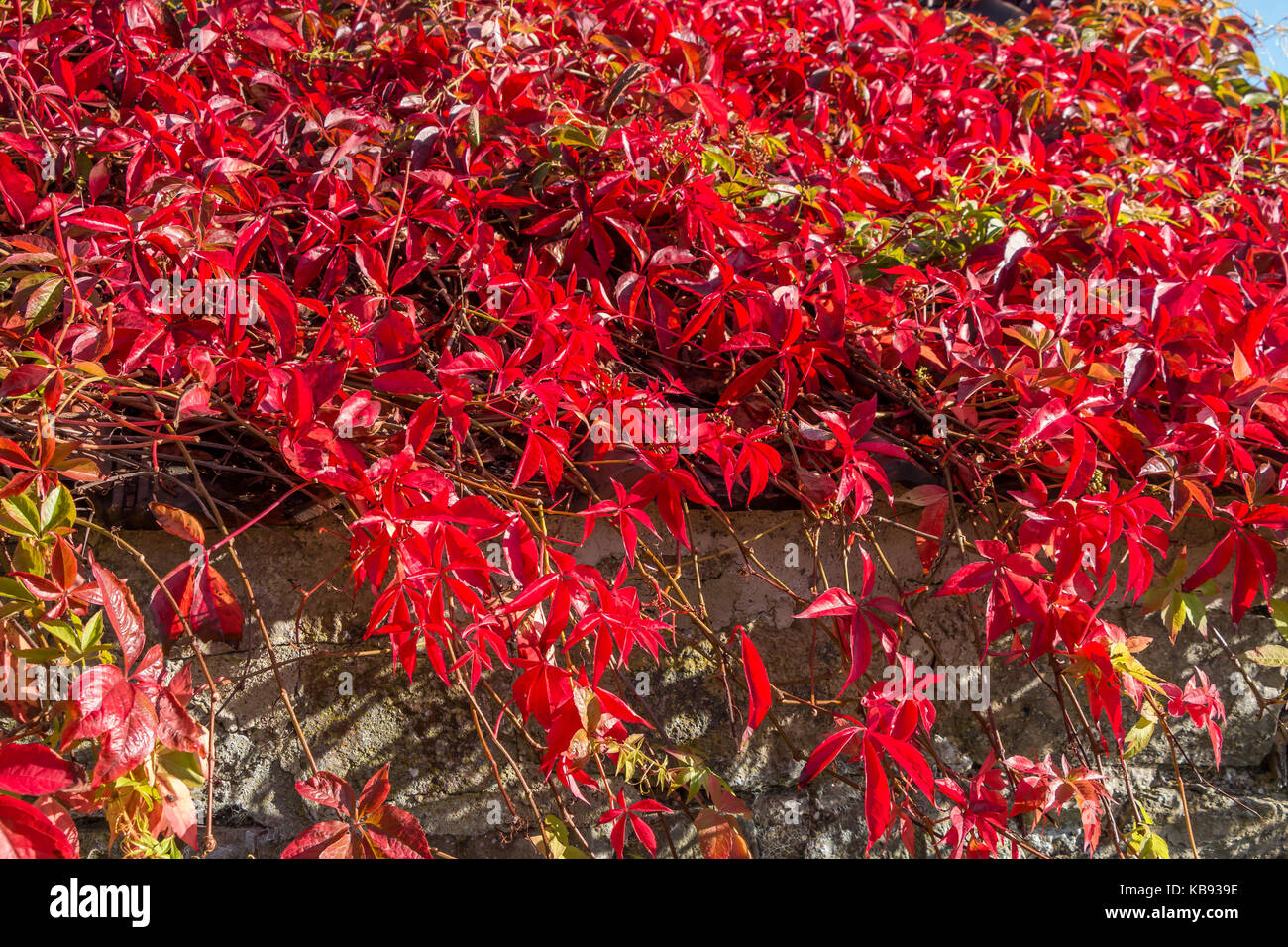 Autumn colour, flame red Virginia Creeper plant covering a stone barn September 2017 Stock Photo