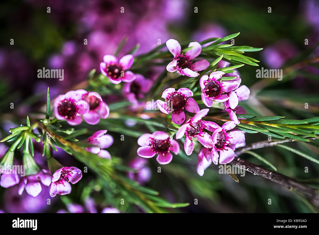 Macro photo of Geraldton wax flowers (Chamelaucium uncinatum) Stock Photo
