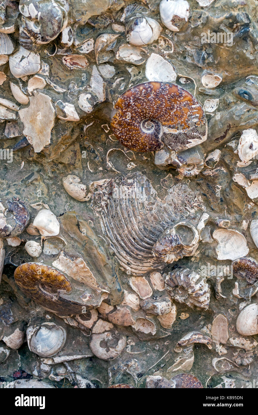 Seashells, nautilus and ammonite shell fossils embedded in rock Stock Photo