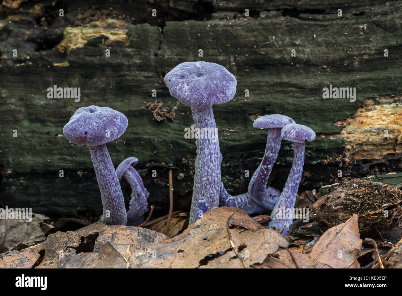Amethyst deceiver (Laccaria amethystina) mushrooms in autumn forest Stock Photo