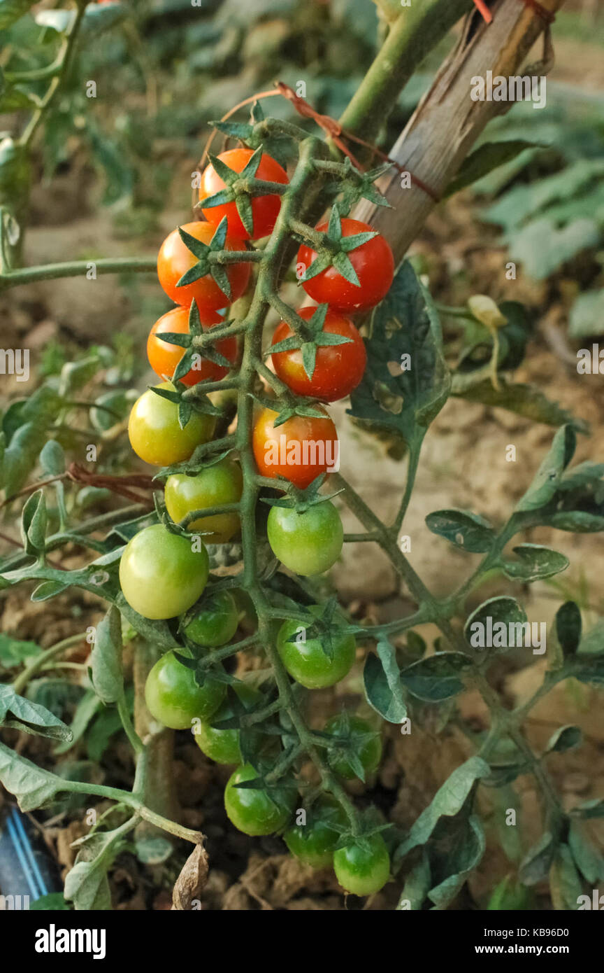 View of a bunch of almost ripe tomatoes Stock Photo - Alamy