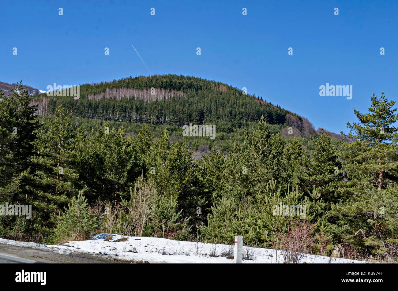 Magnetic winter scene on mixed forest in Vitosha mountain, Bulgaria Stock Photo