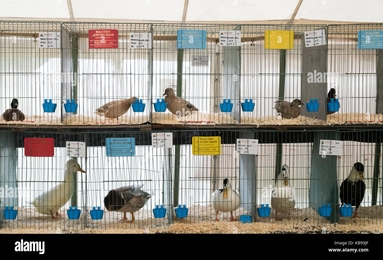Ducks in cages being shown at Malvern autumn show. Worcestershire, UK