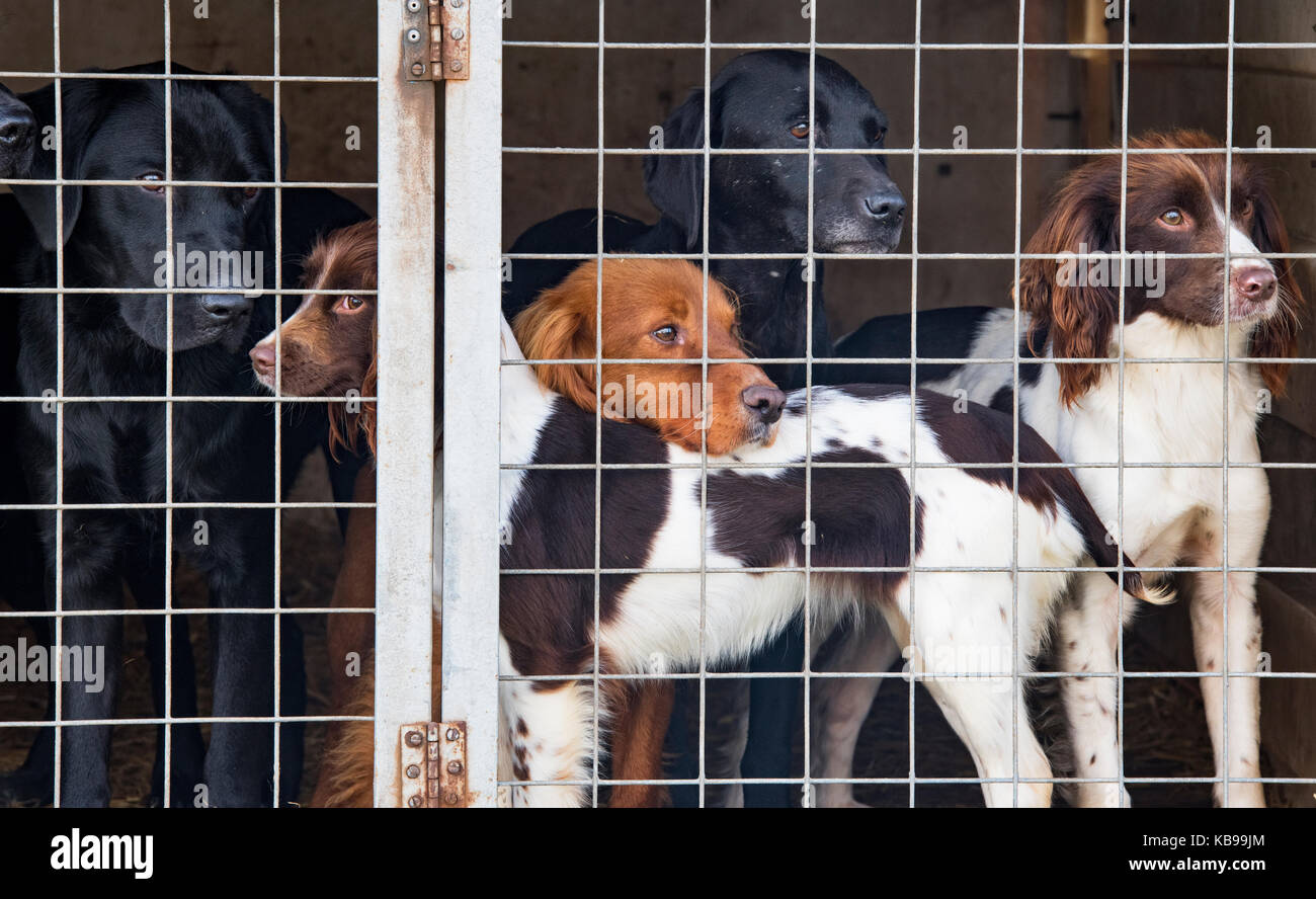 Gun dogs / Working dogs in a cage at the Flintham Show, Nottinghamshire, England Stock Photo
